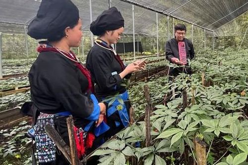 Lai Châu: Phát triển nông nghiệp hàng hóa hoàn thành mục tiêu chương trình xây dựng nông thôn mới