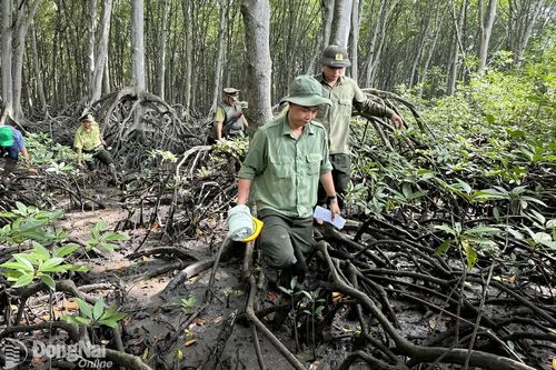 Phát triển rừng bền vững