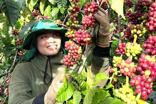 Định vị thương hiệu cà phê Gia Lai bằng chế biến sâu