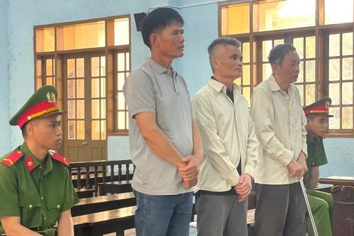 Chủ tịch công ty trồng rừng hầu tòa vì... phá rừng