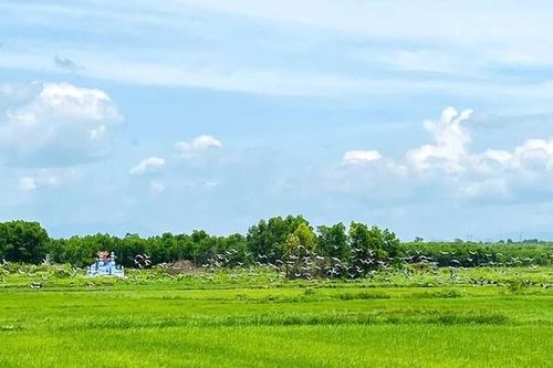 Xuất hiện đàn cò ốc quí hiếm số lượng lớn tại xã Hiếu Giang