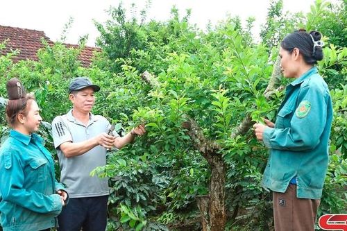 Nông dân Chiềng An thi đua phát triển kinh tế