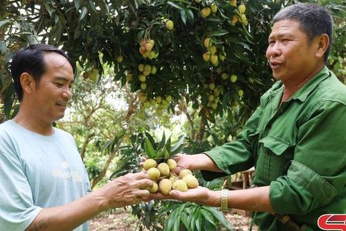 Màu xanh no ấm từ những vườn cây ăn quả