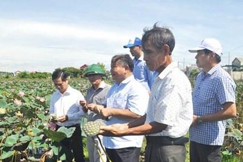 Liên kết tạo đầu ra ổn định cho nông sản
