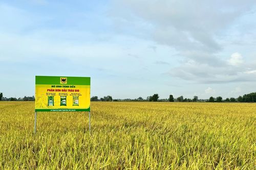 Chìa khóa cho canh tác lúa bền vững ở Đồng bằng sông Cửu Long