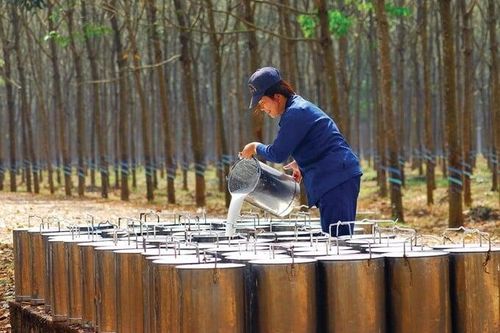 Cao su Đắk Lắk sắp trả cổ tức còn lại 2024 bằng tiền mặt