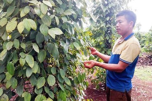 Đột phá làm giàu nhờ chuyển đổi trồng hồ tiêu hữu cơ
