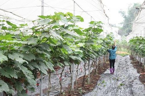 Nông thôn mới chuyển mình từ những HTX nông nghiệp sạch