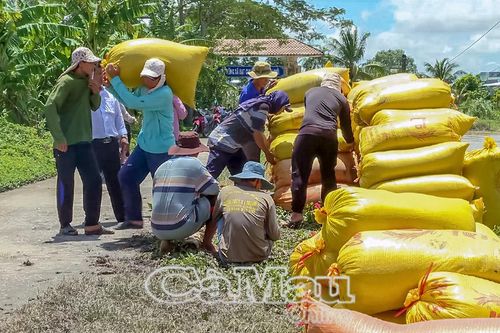 Nông dân lãi thấp vụ lúa hè thu