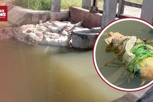 Xác lợn tràn kênh, bốc mùi cả vùng: Chủ tịch xã lên tiếng xin lỗi người dân