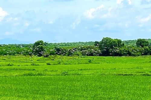 Đàn cò quý hiếm có tên trong Sách đỏ xuất hiện trên đồng ruộng ở Quảng Trị
