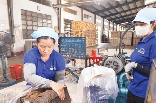 Cho rừng cao-su xanh mãi