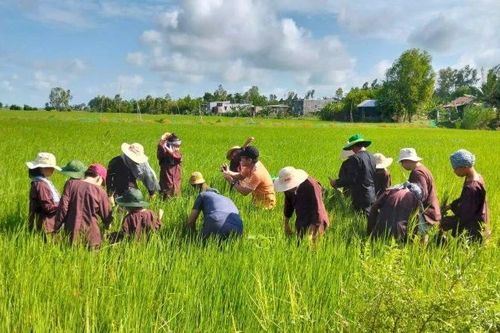 Khởi động chương trình 'Kỳ hè nông nghiệp xanh, hành trình hạt gạo tương lai' 2025