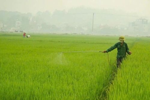 Các tỉnh Nam Trung Bộ, Tây Nguyên và Nam Bộ chủ động 'né rầy' hại lúa hè thu