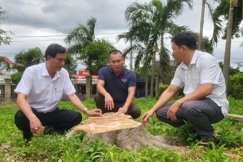 Vụ chặt cây xanh trong khuôn viên trụ sở xã: Nguyên Chủ tịch UBND xã thực hiện không đúng nguyên tắc, thủ tục