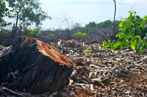 Huế báo cáo Thủ tướng vụ chặt phá hàng ngàn cây rừng phòng hộ ven biển