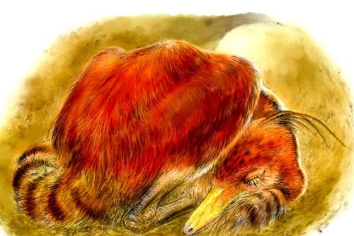 Bí ẩn khủng long 100 triệu tuổi ngủ cuộn tròn y hệt chim