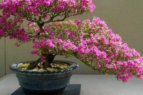 Vì sao ngày càng ít người trồng hoa đỗ quyên trong nhà?