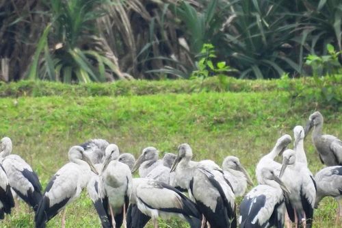 Kỳ thú cò ốc trong Sách Đỏ kéo về trú ngụ rợp trời Quảng trị