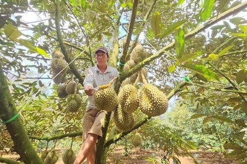 Lạ đời nghề 'hái ra tiền' bằng đôi tai thính