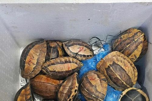 Công an Tuyên Quang khởi tố người vận chuyển, mua bán 15 cá thể rùa quý hiếm