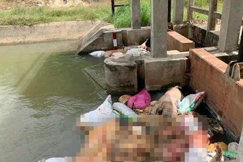 Gia Lai chỉ đạo xử lý tình trạng vứt xác heo chết xuống kênh mương