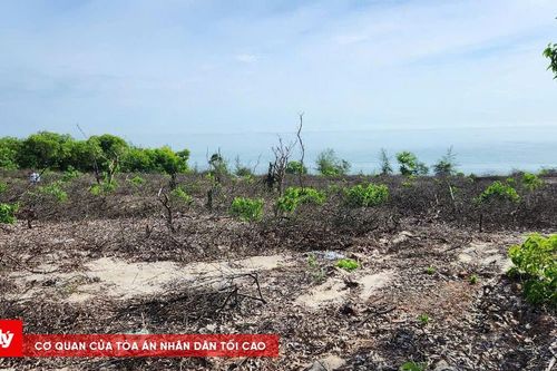 Huế báo cáo Thủ tướng vụ hơn 1.400 cây rừng phòng hộ ven biển bị chặt hạ trái phép