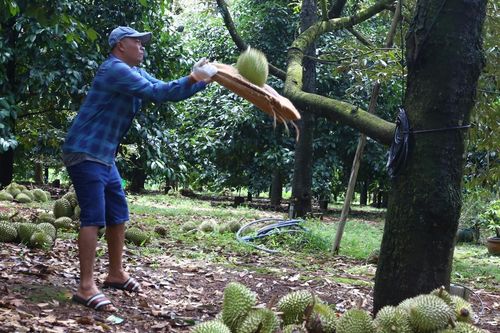 Nghề 'lạ đời' hái ra tiền bằng đôi tai thính và ánh mắt tinh