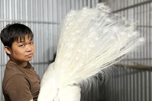 Nuôi đàn chim quý đuôi dài, múa đẹp, chàng trai Cần Thơ thu 300 triệu mỗi năm