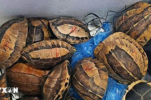 Khởi tố đối tượng vận chuyển, mua bán trái phép 15 cá thể rùa quý hiếm