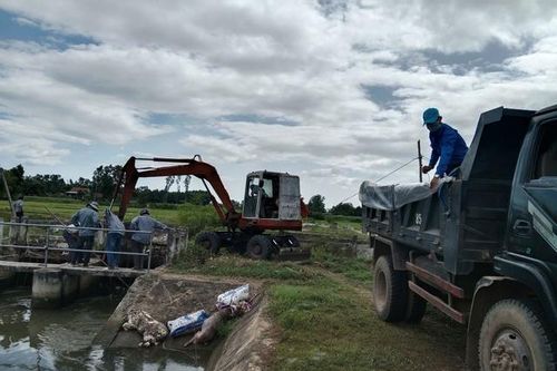 Gia Lai chỉ đạo xử lý tình trạng vứt heo chết bừa bãi xuống kênh thủy lợi