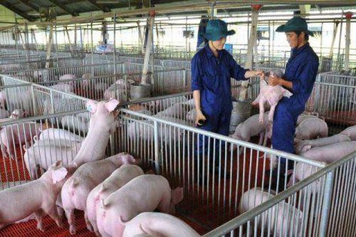 Dabaco chuẩn bị tăng vốn, mở rộng trang trại, đón đầu hàng loạt cơ hội