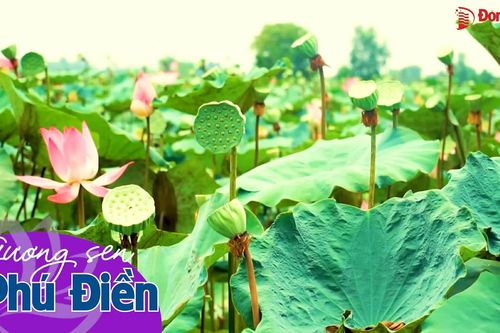 Gương sen Phú Điền