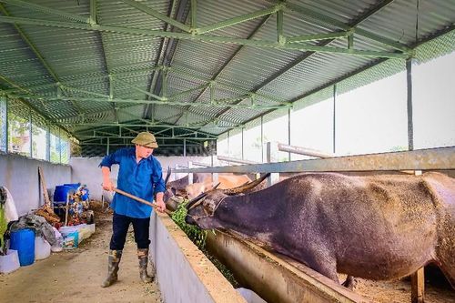 A Páo làm kinh tế giỏi