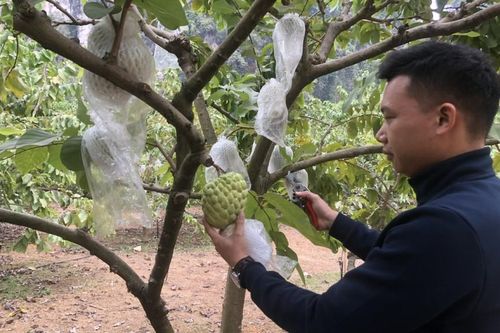 Sức trẻ khởi nghiệp