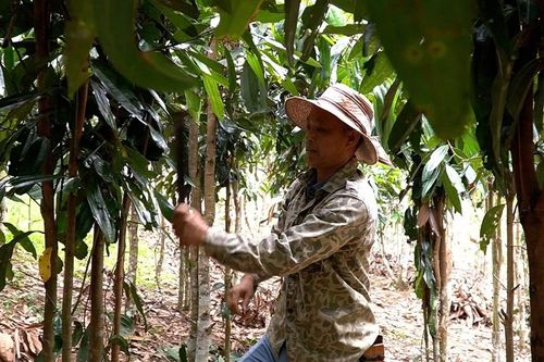 Những đảng viên người Dao ở Khe Trang làm kinh tế giỏi