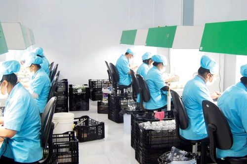 Triển vọng ngành nuôi cấy mô cây giống hoa, lá trang trí