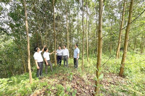 Trồng rừng bền vững theo tiêu chuẩn quốc tế FSC mang lại thu nhập cao cho người dân ở Tân Mỹ