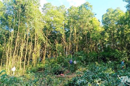 Những cánh rừng mang 'chứng chỉ xanh'