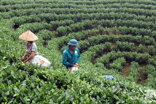 'Chắp thêm cánh' cho chè Thái Nguyên