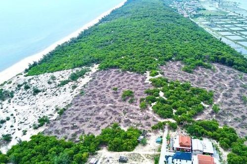 Huế: Yêu cầu điều tra 2,5ha rừng phòng hộ bị khai thác trái phép