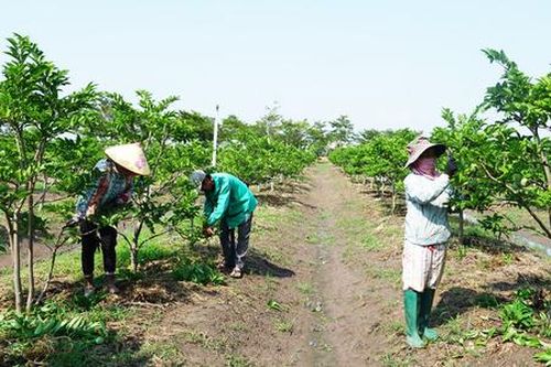 Xây dựng nông thôn mới từ những HTX năng động