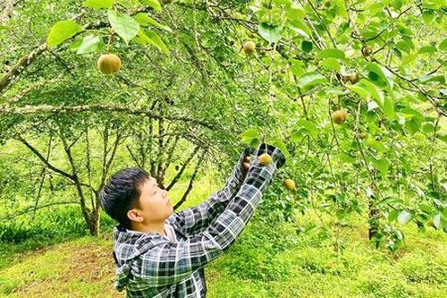 Giàu lên trên những cánh đồng, vườn cây VietGAP tiền tỷ