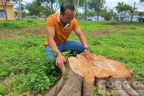 Chặt hàng loạt cây xanh tại trụ sở xã bán gỗ không qua đấu giá