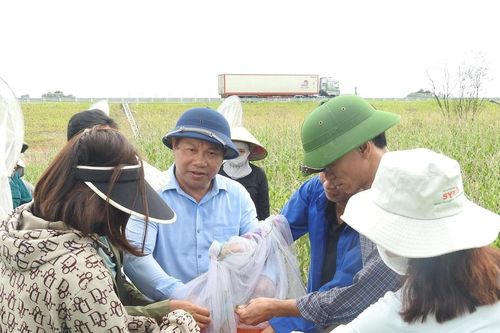 Hà Tĩnh: Khi châu chấu hoành hành