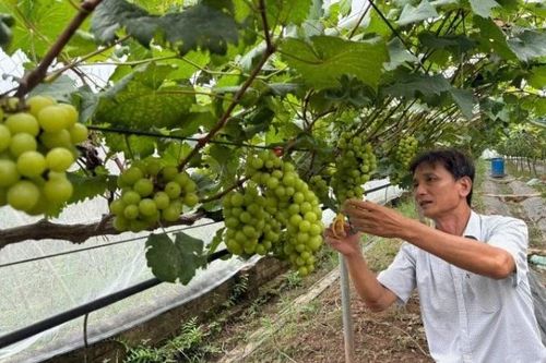 Mô hình trồng nho mang lại hiệu quả kinh tế cao tại xã Liên Minh