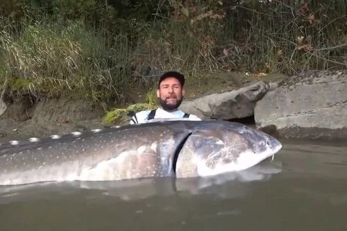 Cần thủ câu được cá tầm 'khủng' nặng 258 kg gây bão mạng