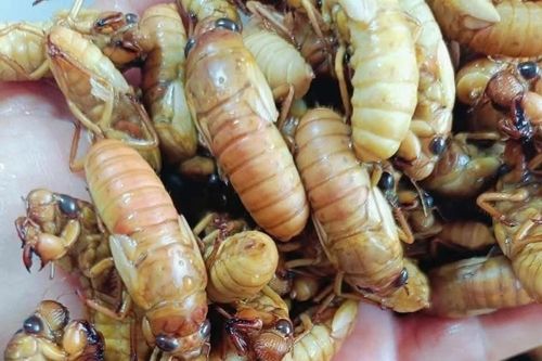 Đặc sản nhìn 'chết khiếp' hơn nửa triệu đồng/kg