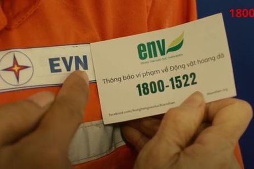 Phim truyền thông hài hước tăng độ nhận diện đường dây nóng bảo vệ động vật hoang dã