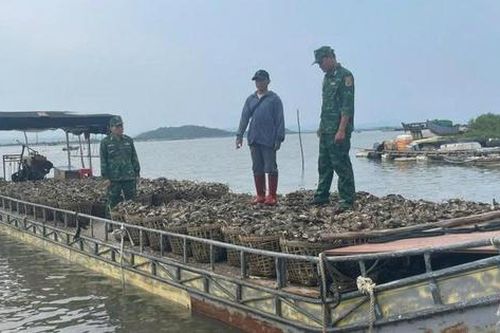 Bắt giữ đối tượng vận chuyển trái phép 4 tấn hàu từ nước ngoài vào Việt Nam